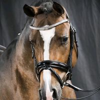 ponyforum