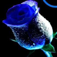 original sound - Blue Brier