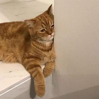 chat_det