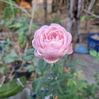 เสียงต้นฉบับ - Namwan Sodazaza