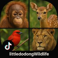 original sound - littledodong