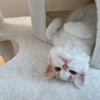 poco__cat02