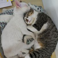 เสียงต้นฉบับ - เงื่อนไขของ เ ว ล า ⏳️