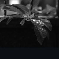 suara asli - aksaersaulhaq