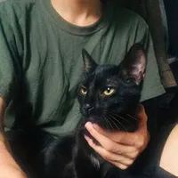 original sound - a.little.sheep__