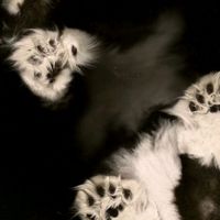 оригинальный звук