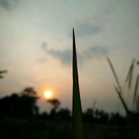 เสียงต้นฉบับ - Pu'nature 🌿