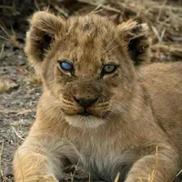 Biz Her Dakka Soktayız .Ramo