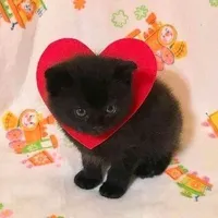 original sound - dpogjsps