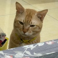 nhạc nền - Kẻ đánh cắp ❤️