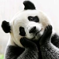 suara asli - zhang81