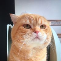 pull.cat3