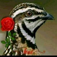 .pashteen.wazir