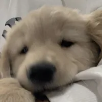 original sound - y00boo