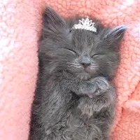 original sound - life..love..cat