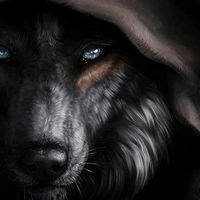 wolf.2479