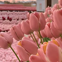 original sound - trend_teller1