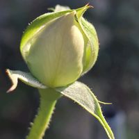 soyalissa