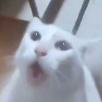 bazu_animal