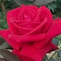 sumi___akter11