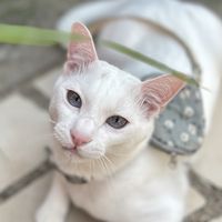 coco_whitecat