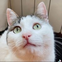 lamias.cats