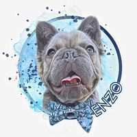 enzothefluffyfrenchie