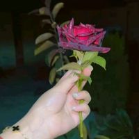 khan.khan88837