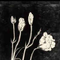 เสียงต้นฉบับ - ✿•˖: 乙