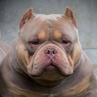mutantestrikennel84
