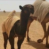 الصوت الأصلي