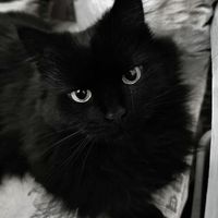 sassypy