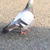 オリジナル楽曲 - こう