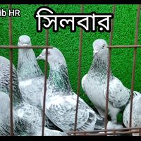 hasibhr100