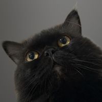 สาวน้อย