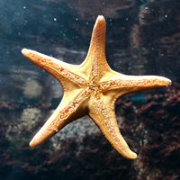 original sound - Tri Star