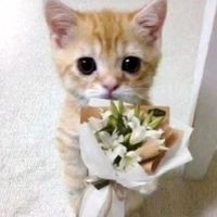 សំឡេងដើម - Sovattana