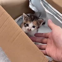 original sound - hoahuongduong5201314