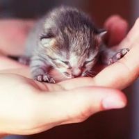 pretty_kitty_official