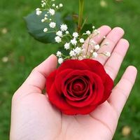 rosacarmen062