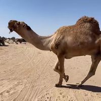 albuqmi5653