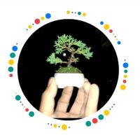 everest_bonsai