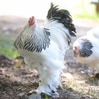 original sound - kars_sus_tavuklari36