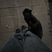 hinavvix