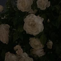 wqs_u.z