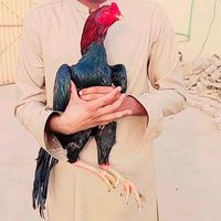 haider.awan97