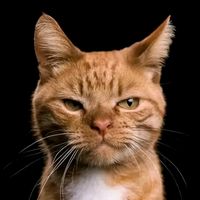 suara asli