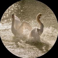 الصوت الأصلي