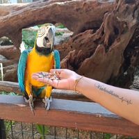 original sound - mogen@29/7