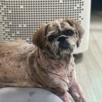 picnicdoglife